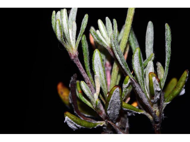 Eriogonum douglasii var. sublineare (Scabland buckwheat) #54710