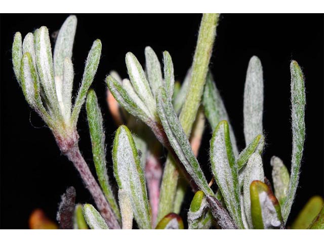 Eriogonum douglasii var. sublineare (Scabland buckwheat) #54711