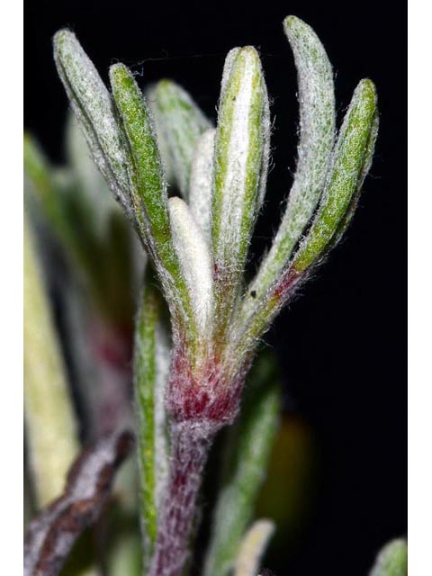 Eriogonum douglasii var. sublineare (Scabland buckwheat) #54712