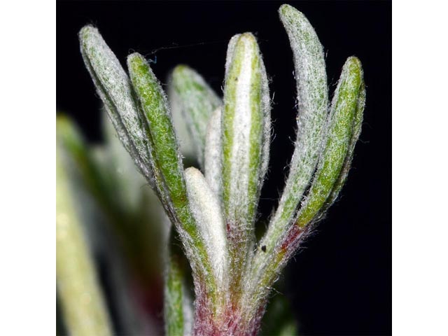 Eriogonum douglasii var. sublineare (Scabland buckwheat) #54713