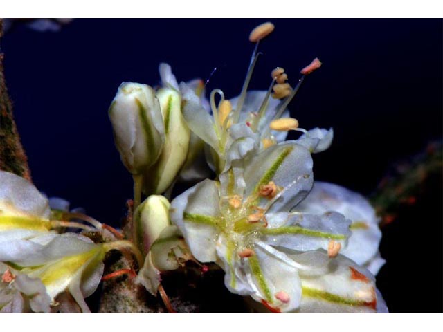 Eriogonum strictum ssp. proliferum (Blue mountain buckwheat) #54877