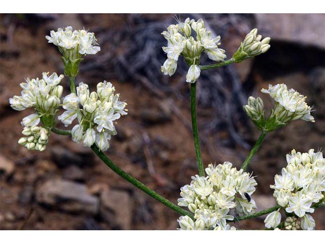 Eriogonum strictum ssp. proliferum (Blue mountain buckwheat) #54898