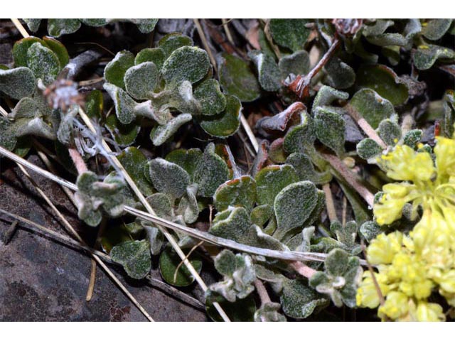 Eriogonum umbellatum var. dichrocephalum (Sulphur-flower buckwheat) #56190