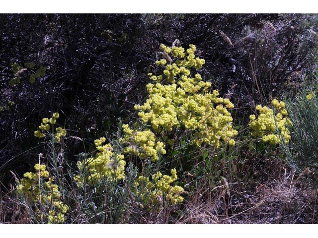 Eriogonum umbellatum var. ellipticum (Sulphur-flower buckwheat) #56222
