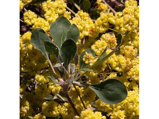 Eriogonum umbellatum var. ellipticum (Sulphur-flower buckwheat) #56226