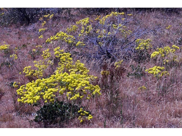 Eriogonum umbellatum var. ellipticum (Sulphur-flower buckwheat) #56228