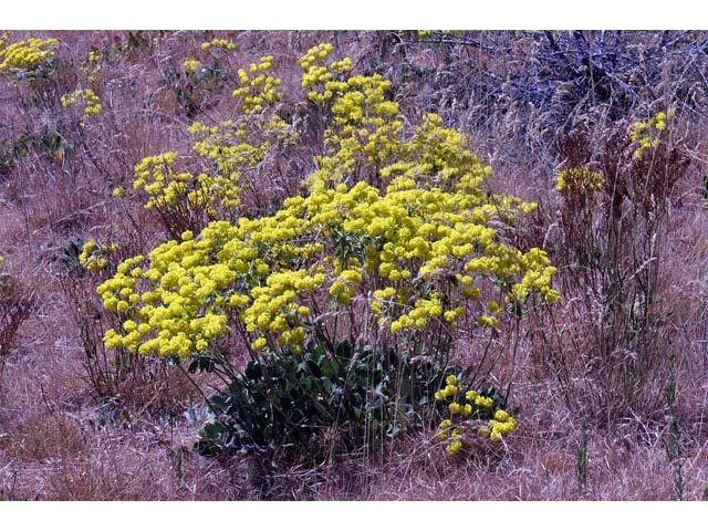 Eriogonum umbellatum var. ellipticum (Sulphur-flower buckwheat) #56229