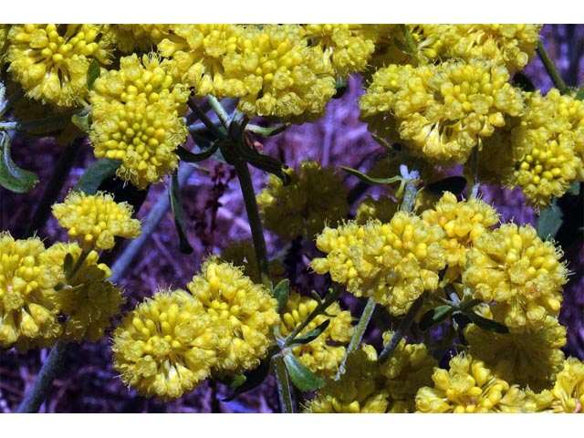 Eriogonum umbellatum var. ellipticum (Sulphur-flower buckwheat) #56233