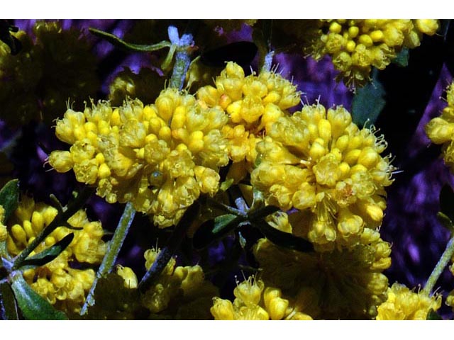 Eriogonum umbellatum var. ellipticum (Sulphur-flower buckwheat) #56234