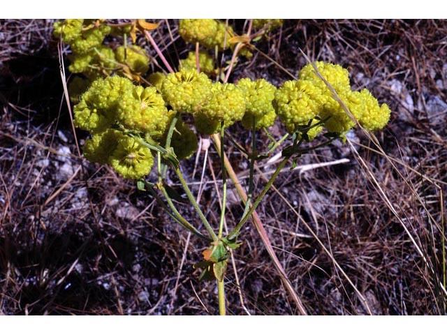 Eriogonum umbellatum var. ellipticum (Sulphur-flower buckwheat) #56235