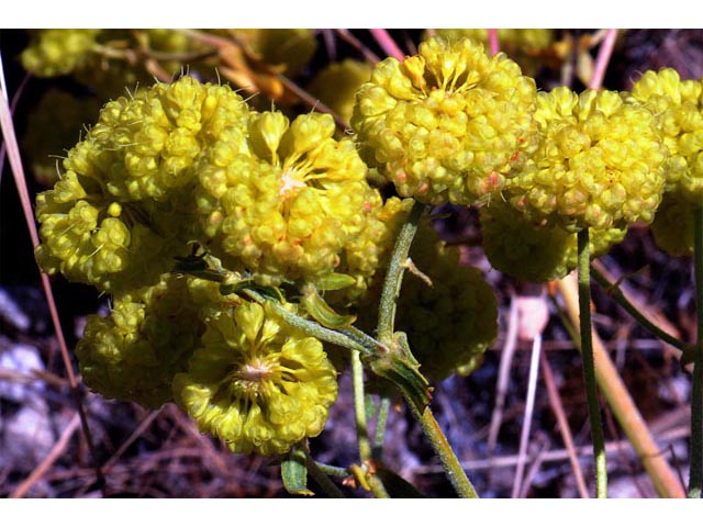 Eriogonum umbellatum var. ellipticum (Sulphur-flower buckwheat) #56236