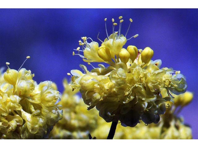 Eriogonum umbellatum var. ellipticum (Sulphur-flower buckwheat) #56238