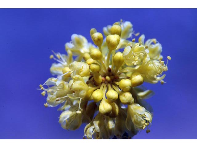 Eriogonum umbellatum var. ellipticum (Sulphur-flower buckwheat) #56239