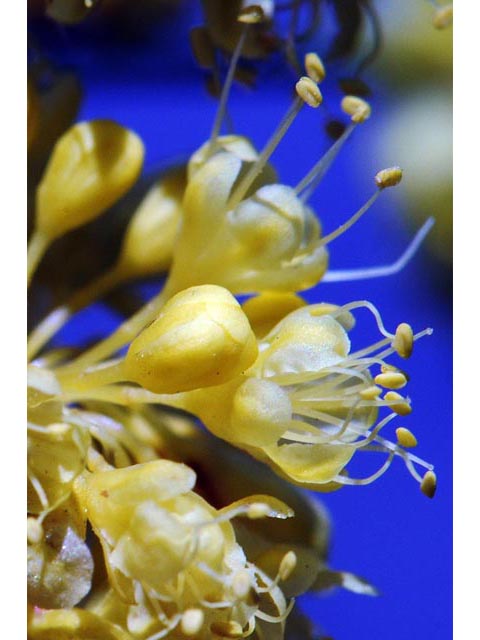 Eriogonum umbellatum var. ellipticum (Sulphur-flower buckwheat) #56241