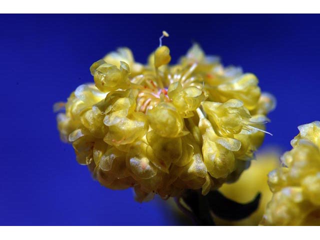 Eriogonum umbellatum var. ellipticum (Sulphur-flower buckwheat) #56242