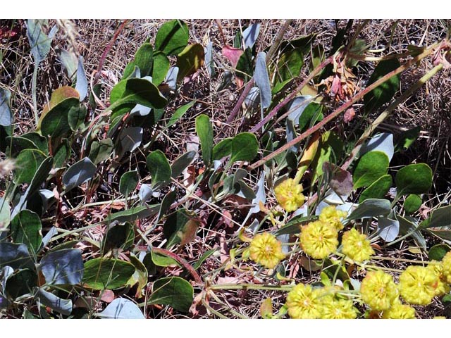 Eriogonum umbellatum var. ellipticum (Sulphur-flower buckwheat) #56243