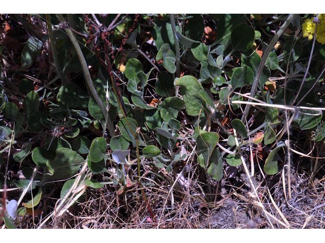 Eriogonum umbellatum var. ellipticum (Sulphur-flower buckwheat) #56244
