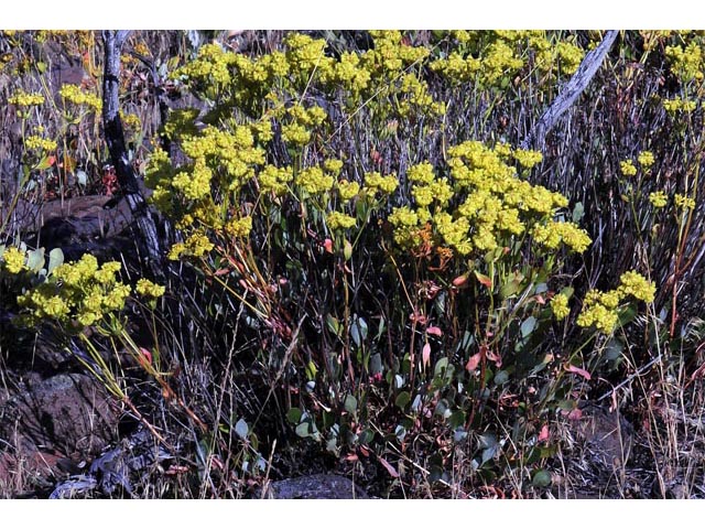 Eriogonum umbellatum var. ellipticum (Sulphur-flower buckwheat) #56251