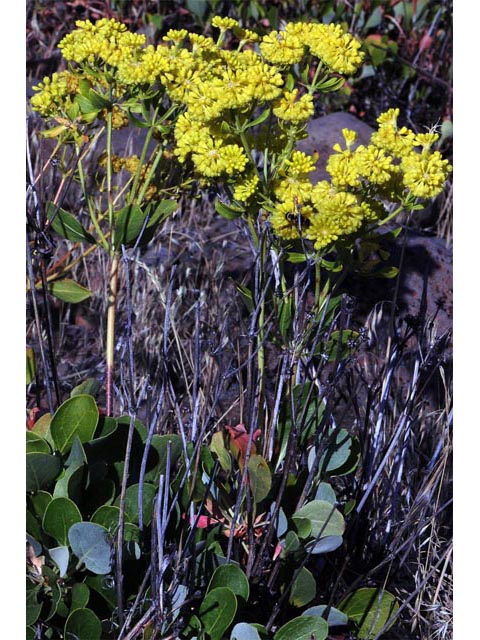 Eriogonum umbellatum var. ellipticum (Sulphur-flower buckwheat) #56252