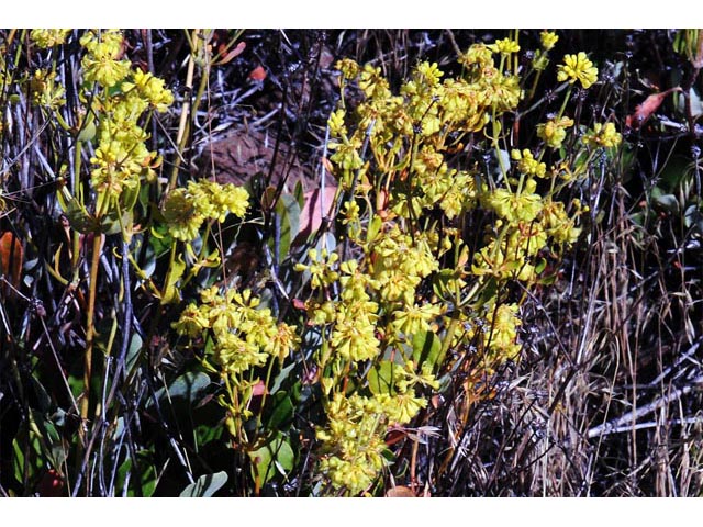 Eriogonum umbellatum var. ellipticum (Sulphur-flower buckwheat) #56256