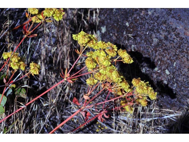Eriogonum umbellatum var. ellipticum (Sulphur-flower buckwheat) #56258