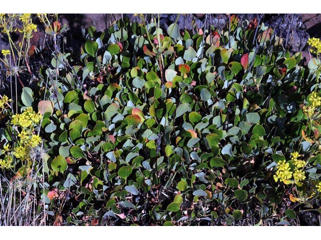Eriogonum umbellatum var. ellipticum (Sulphur-flower buckwheat) #56259