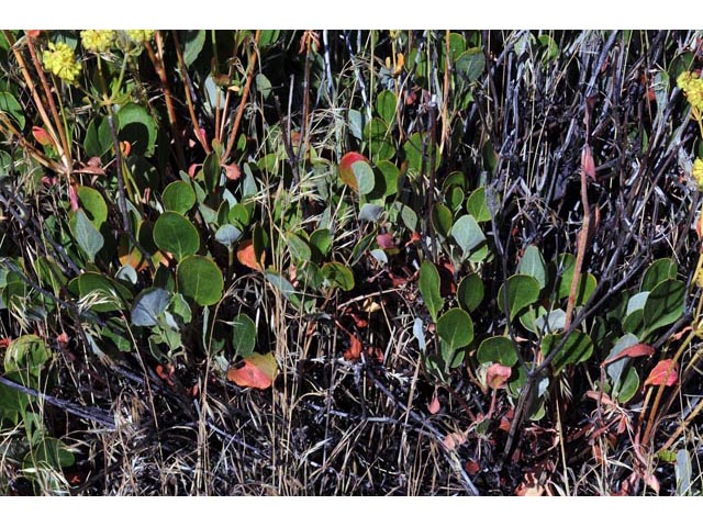 Eriogonum umbellatum var. ellipticum (Sulphur-flower buckwheat) #56260