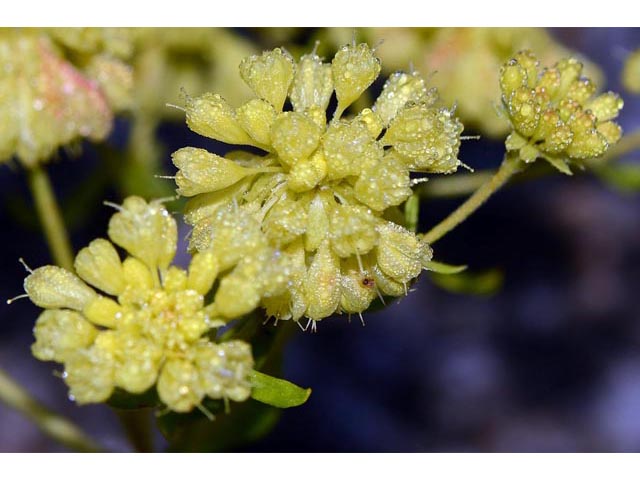 Eriogonum umbellatum var. ellipticum (Sulphur-flower buckwheat) #56267
