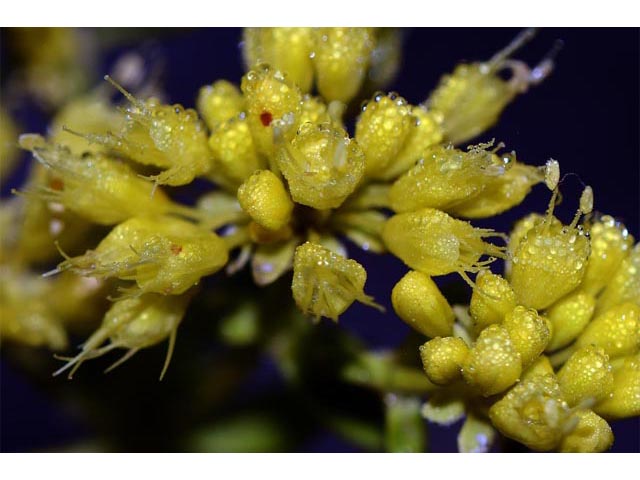 Eriogonum umbellatum var. ellipticum (Sulphur-flower buckwheat) #56273