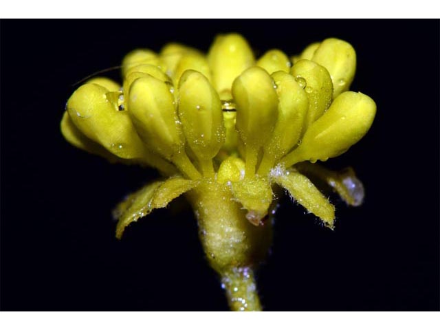 Eriogonum umbellatum var. ellipticum (Sulphur-flower buckwheat) #56277