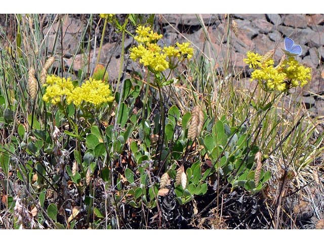 Eriogonum umbellatum var. ellipticum (Sulphur-flower buckwheat) #56282