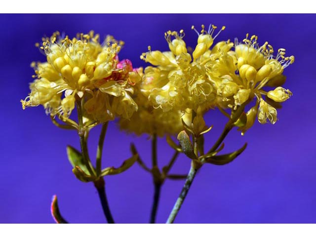 Eriogonum umbellatum var. ellipticum (Sulphur-flower buckwheat) #56283