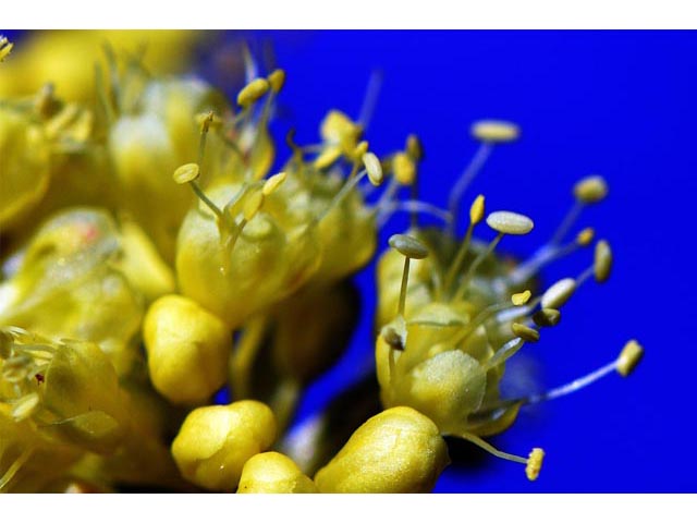 Eriogonum umbellatum var. ellipticum (Sulphur-flower buckwheat) #56284