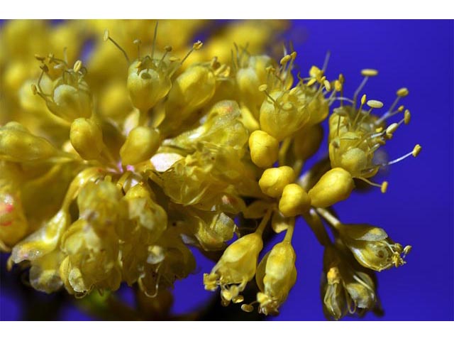 Eriogonum umbellatum var. ellipticum (Sulphur-flower buckwheat) #56285