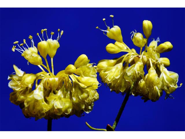 Eriogonum umbellatum var. ellipticum (Sulphur-flower buckwheat) #56287
