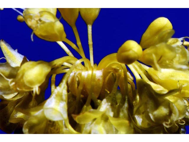 Eriogonum umbellatum var. ellipticum (Sulphur-flower buckwheat) #56288