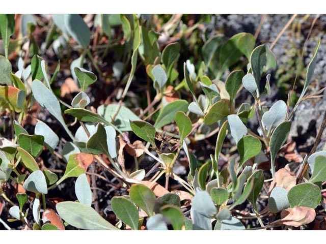 Eriogonum umbellatum var. ellipticum (Sulphur-flower buckwheat) #56291