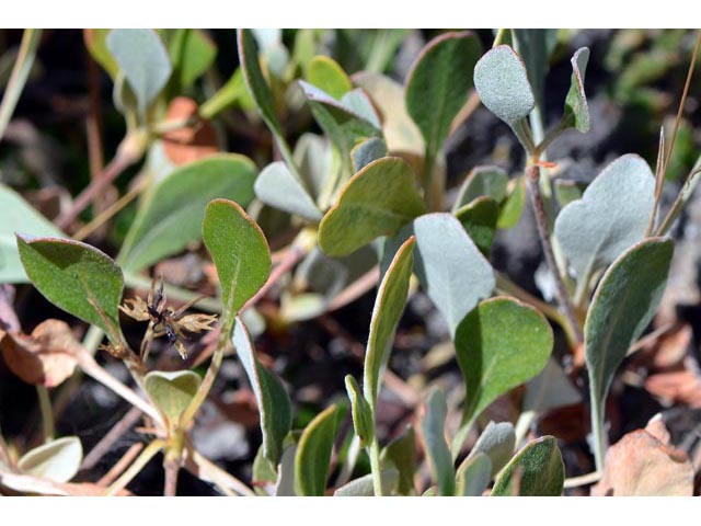Eriogonum umbellatum var. ellipticum (Sulphur-flower buckwheat) #56292
