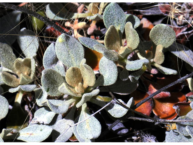 Eriogonum umbellatum var. goodmanii (Goodman's sulphur flower) #56304