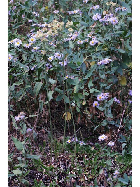 Eriogonum umbellatum var. majus (Subalpine sulfur flower) #56310