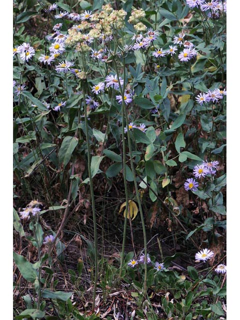 Eriogonum umbellatum var. majus (Subalpine sulfur flower) #56311
