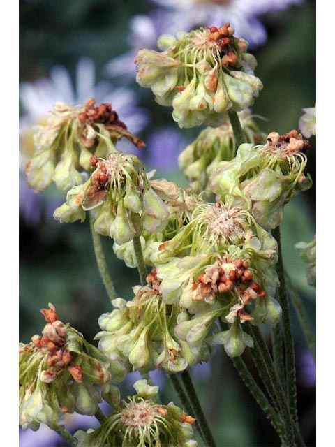 Eriogonum umbellatum var. majus (Subalpine sulfur flower) #56313