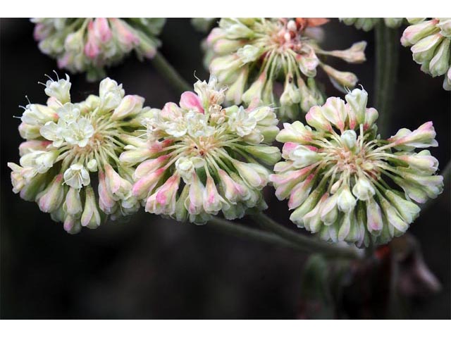 Eriogonum umbellatum var. majus (Subalpine sulfur flower) #56314