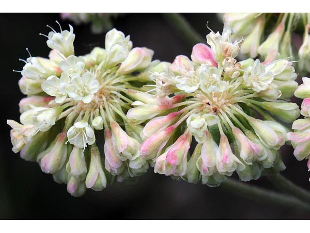 Eriogonum umbellatum var. majus (Subalpine sulfur flower) #56315