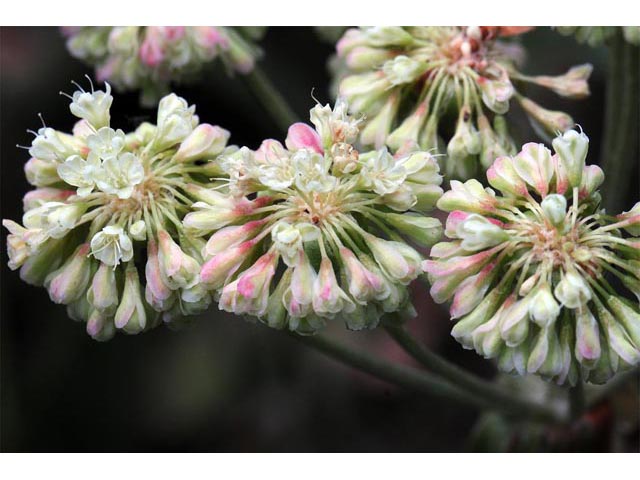 Eriogonum umbellatum var. majus (Subalpine sulfur flower) #56317