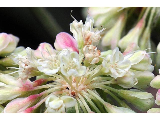 Eriogonum umbellatum var. majus (Subalpine sulfur flower) #56318