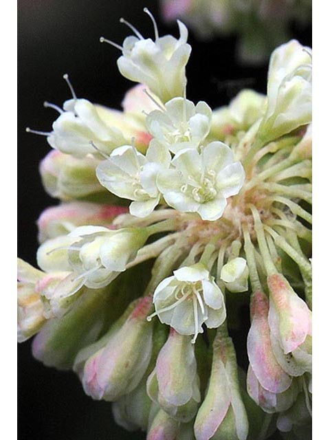 Eriogonum umbellatum var. majus (Subalpine sulfur flower) #56319