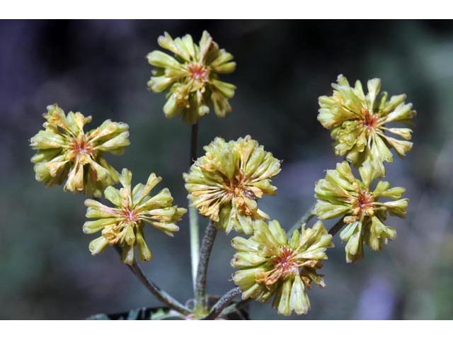 Eriogonum umbellatum var. umbellatum (Sulphur-flower buckwheat) #56396