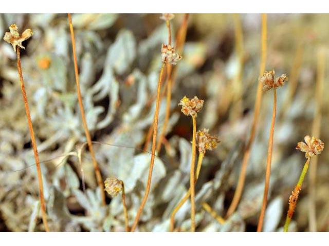 Eriogonum mancum (Imperfect buckwheat) #56420