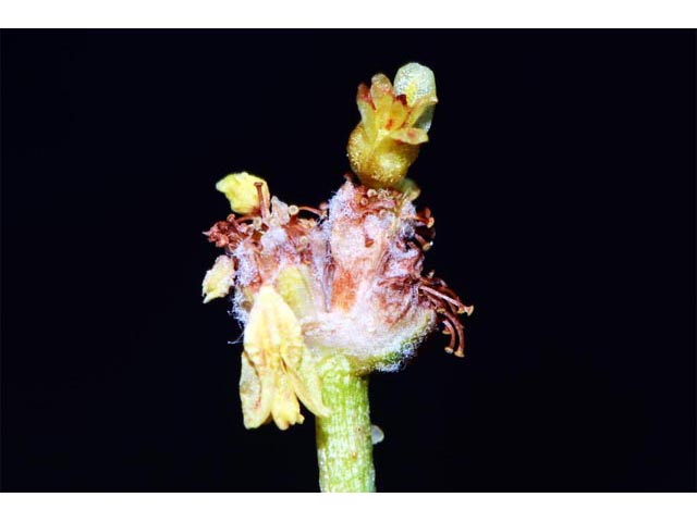 Eriogonum mancum (Imperfect buckwheat) #56422
